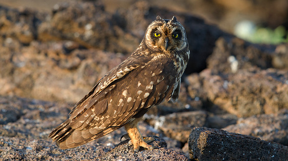 Galápagos Short-eared Owl (Flammeus Galapagoensis)
