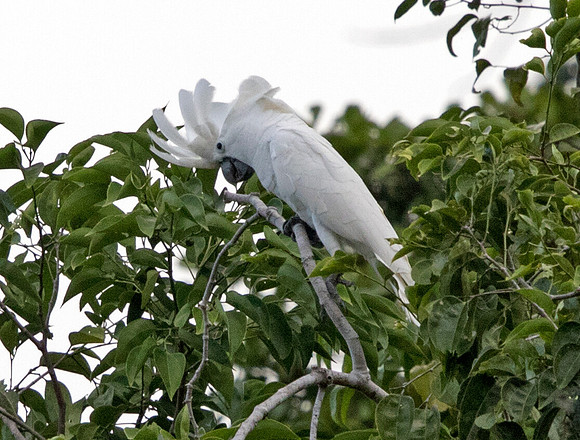White cockatoo (Cacatua alba)
