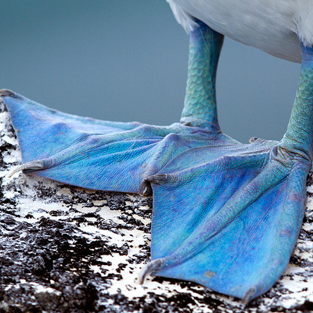 Blue-footed Booby (Sula nebouxii)