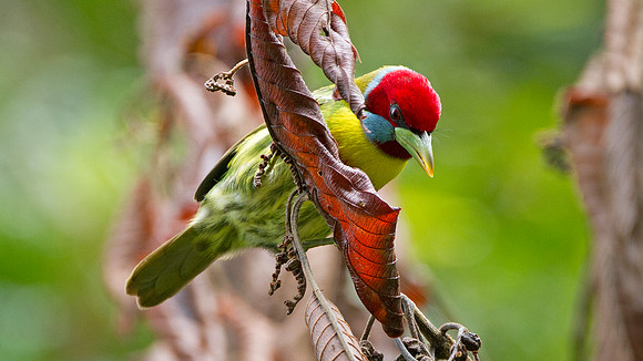 Versicoloured Barbet (Eubucco versicolor)