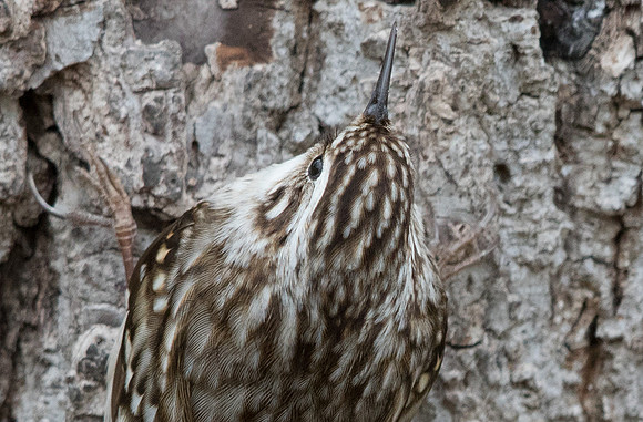 Brown creeper (Certhia americana)
