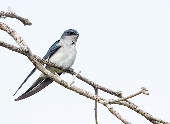 Grey-rumped treeswift (Hemiprocne longipennis)