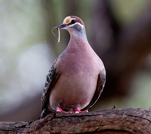 Common bronzewing (Phaps chalcoptera)