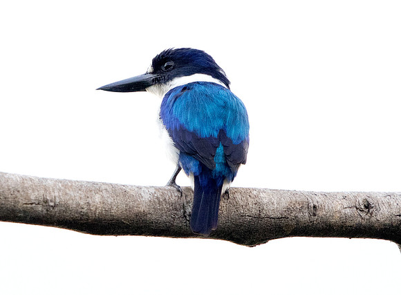 Blue-and-white kingfisher (Todiramphus diops)
