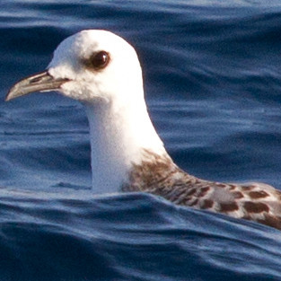 Swallow-tailed gull (Creagus furcatus) Juv
