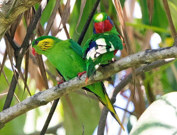 Red-flanked lorikeet (Charmosyna placentis) female (left) male (right)