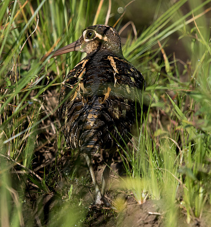 Greater painted-snipe (Rostratula benghalensis) Male