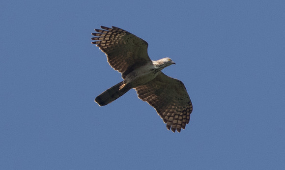 Barred honey buzzard (Pernis celebensis)