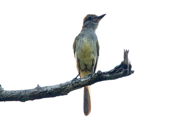 Brown-crested Flycatcher (Myiarchus tyrannulus)