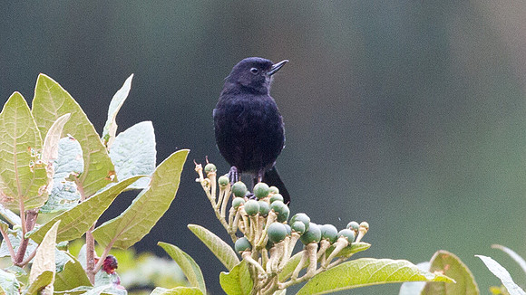 Glossy Flowerpiercer (Diglossa lafresnayii)