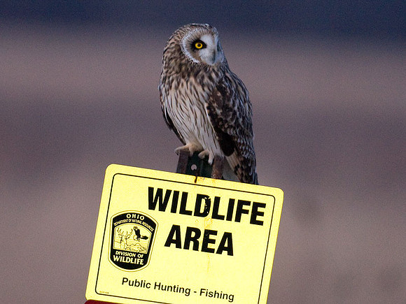 Short-eared Owl (Asio flammeus)