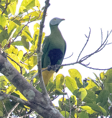Grey-headed fruit dove (Ptilinopus hyogastrus)