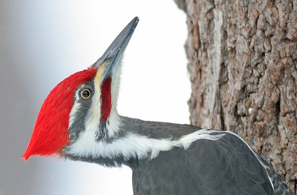 Pileated Woodpecker (Dryocopus pileatus) male