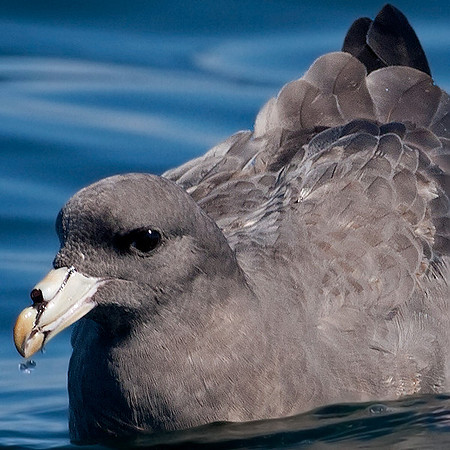 Northern Fulmar (Fulmarus glacialis)