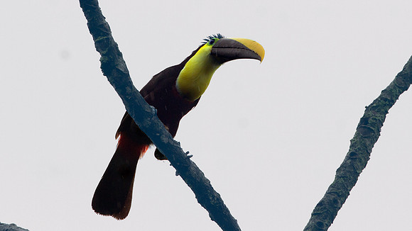 Choco Toucan (Ramphastos brevis)