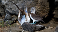 Blue-footed Booby (Sula nebouxii)