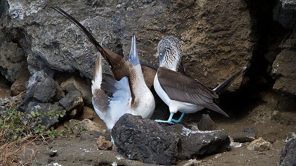 Blue-footed Booby (Sula nebouxii)