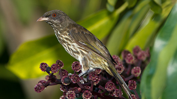 Palmchat (Dulus dominicus)