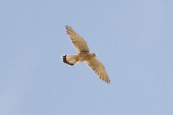 Common Kestrel (Falco tinnunculus)