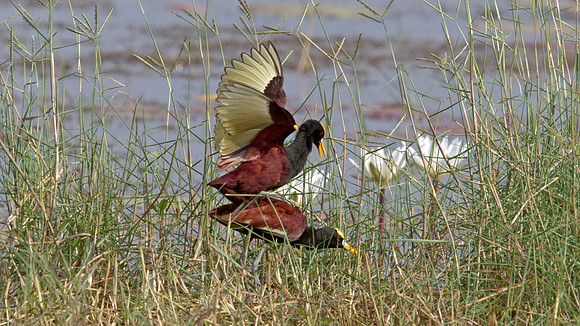 Northern Jacana (Jacana spinosa)