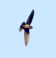 Swallow?