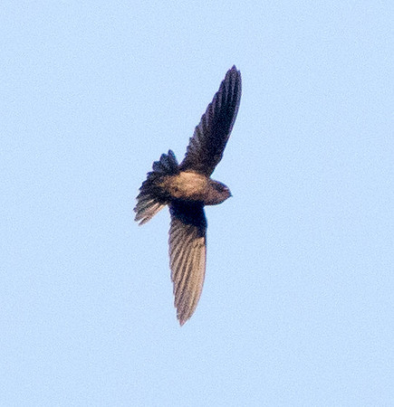Swallow?