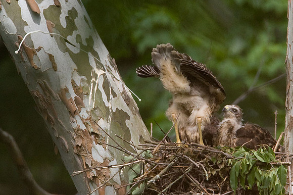 Red-shouldered Hawk (Buteo lineatus) juvenile