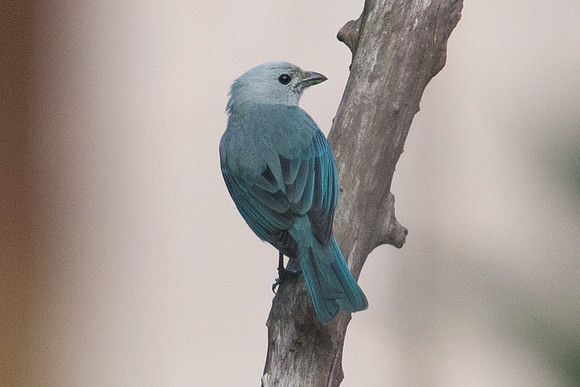Blue-grey Tanager (Thraupis episcopus)