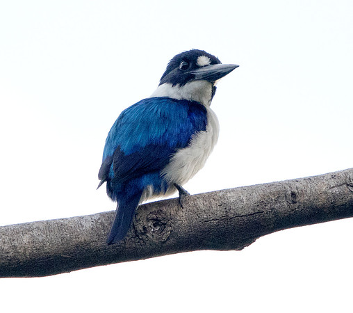 Blue-and-white kingfisher (Todiramphus diops)