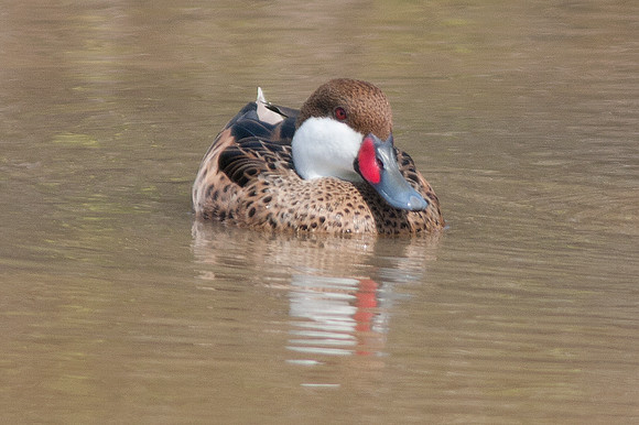 White-cheeked Pintail (Anas bahamensis)