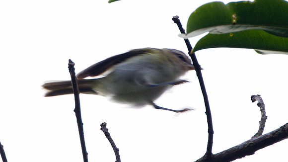 Red-eyed Vireo (Vireo olivaceus)