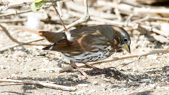 California Towhee (Melozone crissalis)