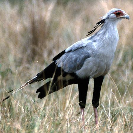 Secretarybird (Sagittarius serpentarius)
