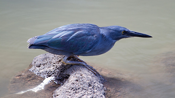 Lava Heron (Butorides sundevalli)
