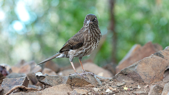 Pearly-eyed Thrasher (Margarops fuscatus)
