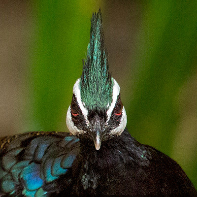 Palawan peacock-pheasant (Polyplectron napoleonis) Male