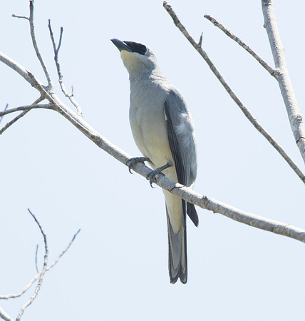 Halmahera or moluccan cuckoo shrike