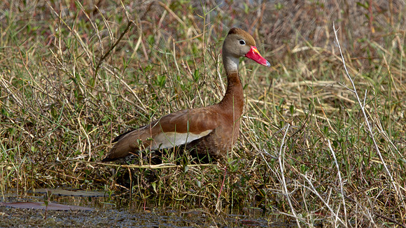 Black-bellied Whistling Duck (Dendrocygna autumnalis)