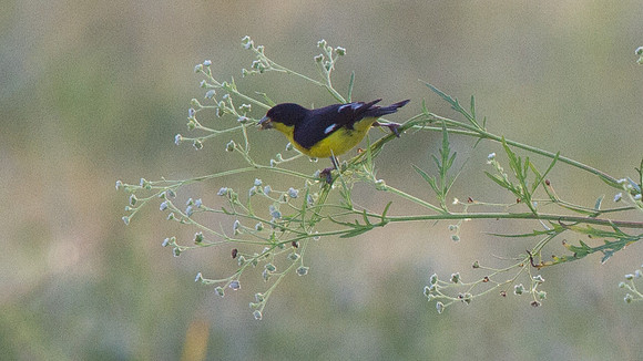 Scott's Oriole (Icterus parisorum)