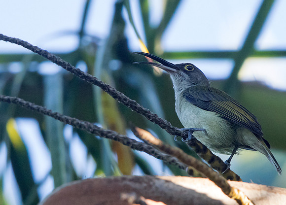 Pale spiderhunter (Arachnothera dilutior)