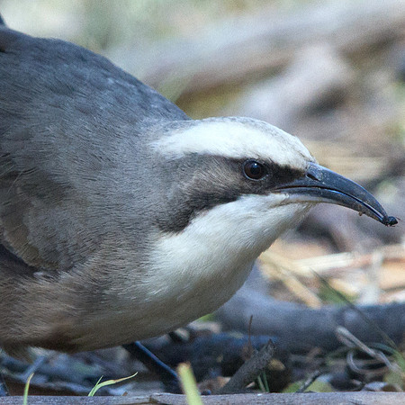 Grey-crowned babbler (Pomatostomus temporalis)