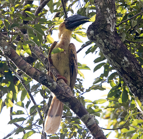 Rufous hornbill (Buceros hydrocorax) Juv