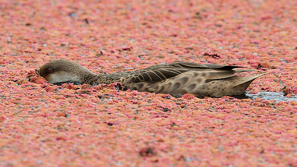 White-cheeked Pintail (Anas bahamensis) Female
