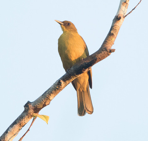 Halmahera golden bulbul ((Thapsinillas longirostris chloris)