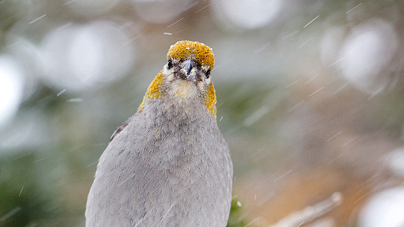 Pine Grosbeak (Pinicola enucleator); Female