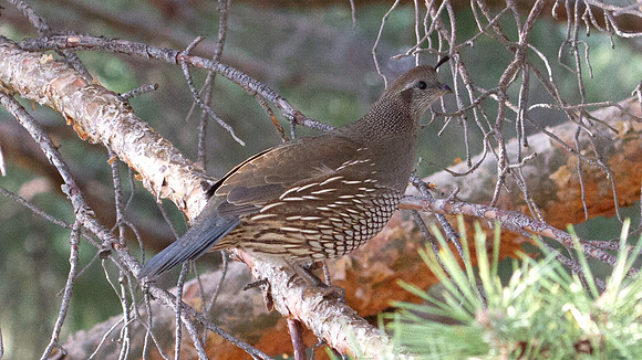 California Quail (Callipepla californica); Female