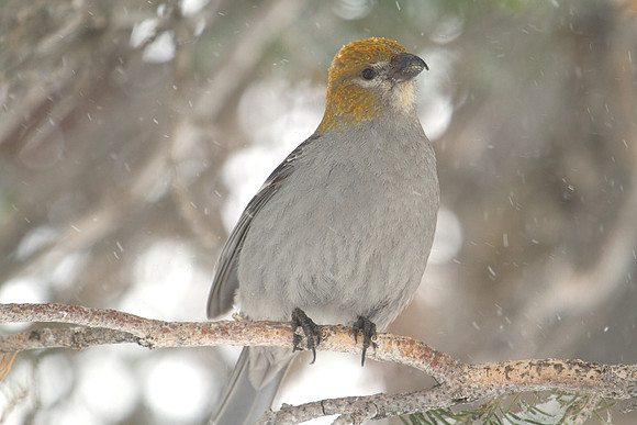 Pine Grosbeak (Pinicola enucleator); Female