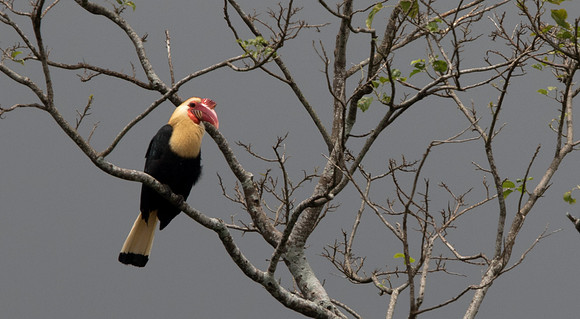 Writhed hornbill (Aceros leucocephalus) Male