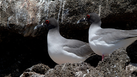 Swallow-tailed Gull (Creagrus furcatus)
