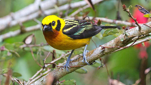 Golden Tanager (Tangara arthus)